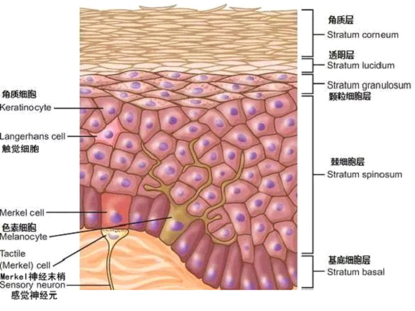 孚美達(dá)乳膏是如何淡化皮膚色素的？